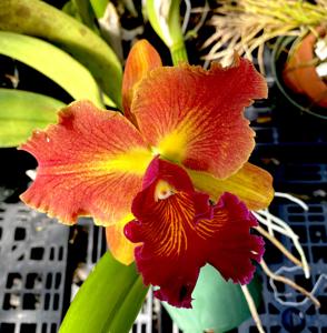 Rhyncholaeliocattleya Susan Fender