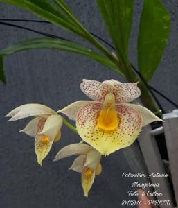 Catasetum Antonio Mangerona