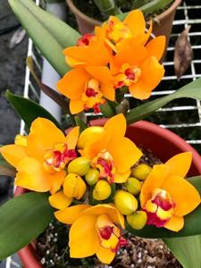 Rhyncattleanthe Joey Beauty