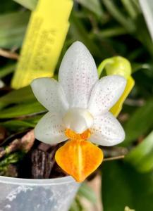 Phalaenopsis Mini Mark-lobbii