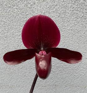 Paphiopedilum Doya Red Rose