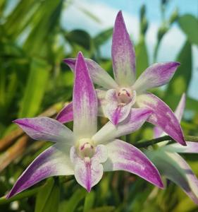 Dendrobium Louise's Rainbow