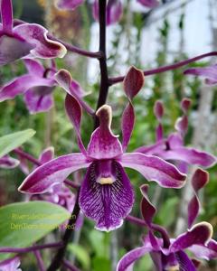 Dendrobium Tiara Beauty