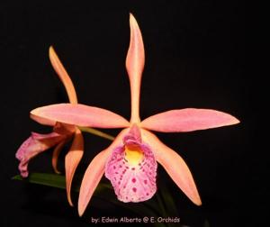 Brassocattleya Sunset Glory