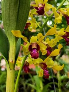 Dendrobium Zurina