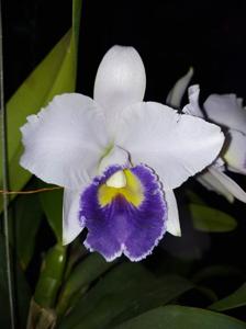 Cattleya Hiroshima Melody