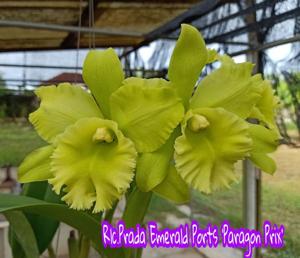 Rhyncholaeliocattleya Prada Emerald Ports