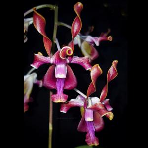 Dendrobium Riverside Orchid Garden