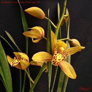 Cymbidium Chen's Ruby