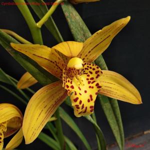 Cymbidium Chen's Ruby