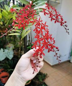 Renanthera Ikwas