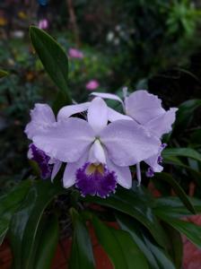 Cattleya Hiroshima Melody