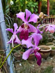 Papilionanda Mandai Cherry