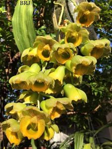 Catasetum guianense