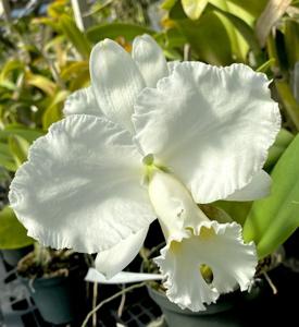 Cattleya Nippon