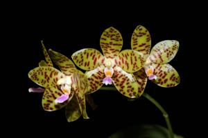 Phalaenopsis GK's Pale Giant