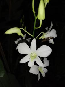 Dendrobium Kriswanti YP