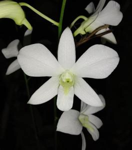 Dendrobium Kriswanti YP