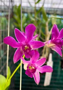 Dendrobium Tegan's Pride