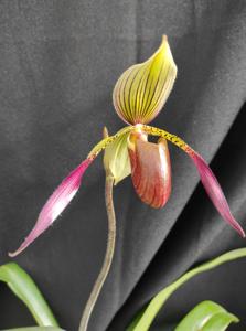 Paphiopedilum Julius