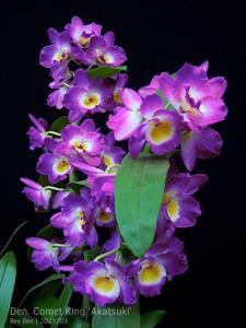 Dendrobium Comet King