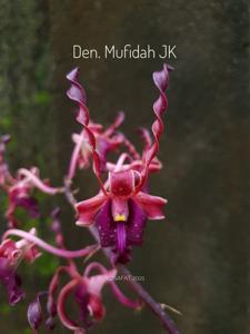 Dendrobium Mufidah J.K.