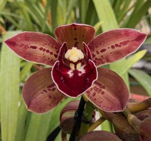 Cymbidium George Formby