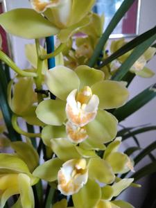 Cymbidium Little Bighorn