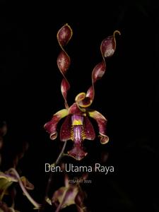 Dendrobium Utama Raya