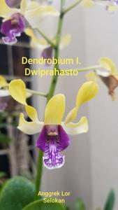 Dendrobium I, Dwiprahasto