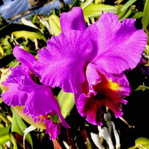 Cattleya Drumbeat