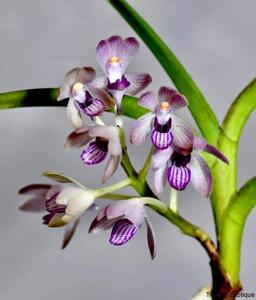 Vanda Kalyana