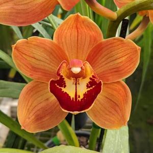 Cymbidium Hazel Fay