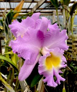 Rhyncholaeliocattleya Mount Hood