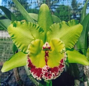 Rhyncholaeliocattleya Prada Dreamland