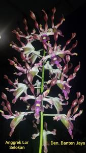 Dendrobium Banten Jaya