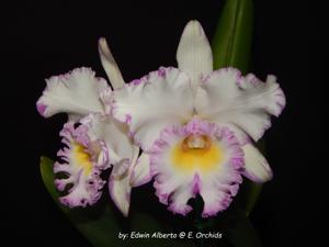 Rhyncholaeliocattleya Mahina Yahiro