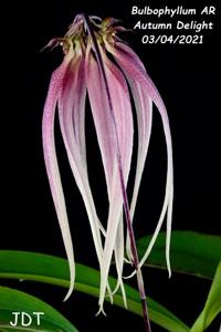 Bulbophyllum AR Autumn Delight