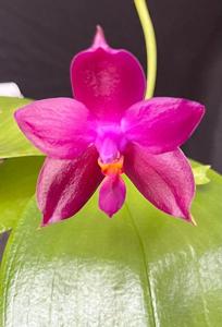 Phalaenopsis Norman's Purple Eagle