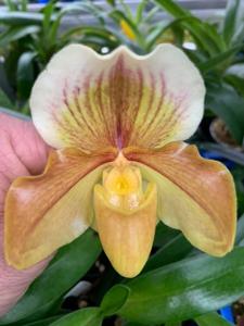 Paphiopedilum Sweet Sunrise