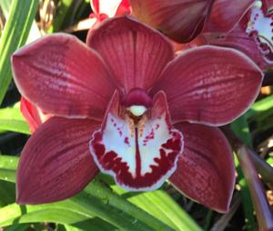 Cymbidium Clarisse Austin