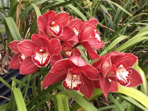 Cymbidium Clarisse Austin