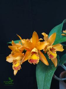 Cattleya Oriyen Sinam