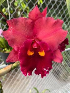 Rhyncholaeliocattleya Chief Emperor