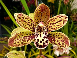 Cymbidium Speckles