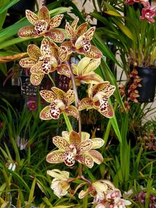 Cymbidium Speckles