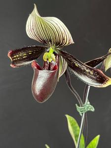 Paphiopedilum Macabre Illusion