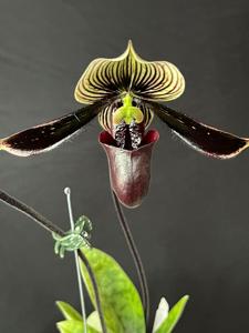 Paphiopedilum Macabre Illusion