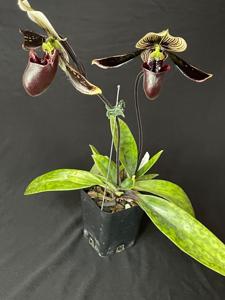 Paphiopedilum Macabre Illusion