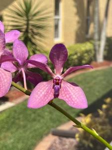 Renantanda coccinea-coerulea